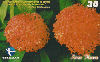 18813  CE  08/01  Série Flores ( Ixora )  Tir. 200.000 CSM 30C