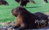 20450C  RS 12/03 Pampas Safari ( 03/11 ) Tir. 27.300 Interp. 40C