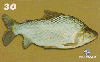 21757  MA  09/00  Peixes do Mearim  ( 02/10 ) Tir. 50.000 ABNC 30C