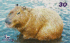 22352  AP  03/01  CAPIVARA  Tir. 35.000 ABNC 30C