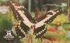 22672  PA  03/99  Borboletas em Extinção ( Heraclides Thoas ) Tir. 150.000 ABNC 20C