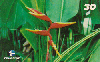 22999  PA  03/01  Flores Tropicais ( 07/09 ) Tir. 100.000 ABNC 30C