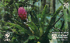 25031  CTBC 05/98 Mata Atlântica ( Bromélia da Reserva ) Tir. 80.000 Interp. 20C