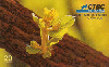 25413  CTBC  11/98  Um olhar s/ o Cerrado EST B2 ( As estações ) Tir. 450.000 ICE 20C