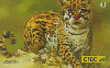 25884  CTBC  07/02  Felinos  ( 05/05 ) Tir. 360.000 ICE 40C