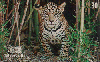 28165  DF  10/99  Animais do Cerrado ZBR D2  Tir. 100.000 ICE 30C