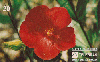 37287  TB  03/95  Flores do Cerrado - Pavônia Interp. 20C ( 03 - 04/95 ) C/Nº *