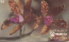37458  TB  08/95  Orquídeas - Cattleya Guttata CMB 50C ( 03 - 08/95 )