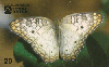 18943  CE  11/97  Natureza Viva ( Borboleta ) Tir. 10.000 Interp. 20C