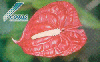 39034  BOLIVIA 03/99  Flora Anturio COTAS Daruma 10