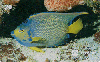 37344  TB  04/95  Peixes - ANJO Interp. 20C Logo Inferior ( 03 - 04/95 ) C/Nº