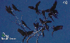 31123  BT  04/03  Projeto Arara Azul (08/08) Tir. 195.000 ICE 40C