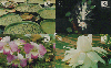 09031A  05/99  Série Flores de Rondonia (4 cartões) Tir. 120.000 CSM 20C