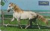 0223 SP 05/99 Cavalos (Andaluz é Força) Tir.300.000 Interp. 30C