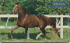 0227 SP 05/99 Cavalos (Mangalarga é Equilibrio) Tir.300.000 Inter