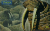 0756 SP 06/00 Animais Polares (Morsa) Tir. 600.000
