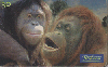 0796 SP 03/00 Animais Selvagens (Orangotango) Tir. 500.000 30c.