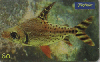 0812 SP 05/00 Peixes Ornamentais (Jaraki) Tir. 400.000 CSM 60c.