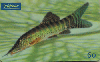 0813 SP 06/00 Peixes Ornamentais (Boita Hymenophysa) Tir. 410.00