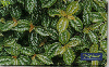 0827 SP 07/00 Folhagens (Pilea Cardierei) Tir.500.000 Int. 30c