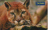 0882 SP 10/00 Animais Silvestres 02/26 Tir.500.000 ICE 30C