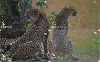 02744  PR  11/03  Guepardo ( 4 Cartões ) Tir. 50.000 Interp. 20C  Puzzle