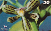 12492B  AL  06/00  Orquídeas Nativas de Alagoas ( 03/04 ) Tir. 25.000 ABNC 30C