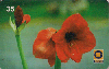 0439  RJ  12/98  Amarilis (Hippeastrum) F1  Tir.300.000 CSM 35C