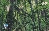 101  ES  12/99  Mata Atlântica - Paisagismo (15/20) Tir.40.000 CSM 30C