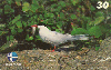 171  ES  04/00  Oceano - Aves Marinhas (02/05)  Tir.200.000 CSM 30C