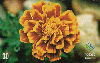 03354  SC  09/00  Flores Daqui (06/08)  Tir. 50.000 ICE 30C