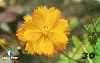 05343  PB  10/99  Série Flores Linda Flor ( 01/15 )  Tir. 50.000 Interp. 30C