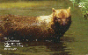 09559  MT  10/98  Fauna ( Cachorro - Vinagre ) Tir. 50.000 CSM 20C