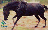 09651  MT  07/00  Série Fauna ( Cavalo Pantaneiro - Garanhão ) Tir. 150.000 CSM 30C