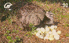 11542  MS  09/99  Fauna Pantanal ( Ema )  Tir. 200.000 CMB 30C
