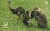11544  MS  10/99  Série Fauna ( Ema )  Tir. 200.000 CMB 30C