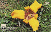14049  GO  02/99  Flores do Cerrado Goiano B2 ( Bailarina )  Tir. 100.000 ICE 20C