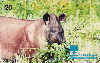 14085  GO  04/99  Animais do Cerrado ( Anta )  Tir. 100.000 ICE 20C