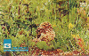 14089  GO  04/99  Aves do Cerrado ( Coruja Buraqueira )  Tir. 100.000 ICE 20C