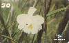 16158  BA  09/99  Orquídeas Nativas da Bahia ( 08/10 ) Tir. 100.000 Interp. 30C