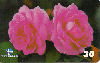 05355A  PB  01/00  Série Flores  Rosa  ( 14/15 ) Tir. 50.000 Interp. 30C