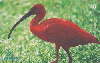 31056  BT  02/03  Renctas: Guará Tir. 250.000 ICE 40C