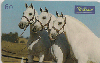 0225 SP 07/99 Cavalos (Andaluz é Harmonia)Tir.319.300 Interp.60C