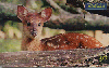 0887 SP 10/00 Animais Silvestres 07/26 Tir.300.000 ICE 30C
