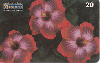 0337  RJ  11/98  Hibiscus Híbridos  (01/20) Tir.100.000 ABNC 20C