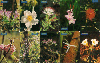 4226  SP  07/09/00  Série Flores do Cerrado ( 10 cartões ) Tir. 500.000  30C
