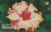 0350  RJ  01/99  Hibiscus Híbridos  (14/20) Tir.100.000 ABNC 20C
