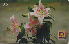 0440  RJ  12/98  Lírio (Lilium) F1  Tir.300.000 CSM 35C