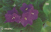 0816  RJ  02/99  Violeta Africana FL1 B1  Tir.200.000 ABNC 20C