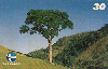 183  ES/MG  07/00  Árvores da mata Atlântica (05/05)  CSM 30C